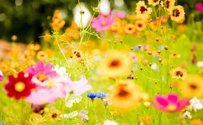 शीत से ठिठुरन और तकलीफों भरी जिंदगी से मुक्ति का उत्सव हैं वसंत, दुनियाभर के लोग उठाते हैं आनंद