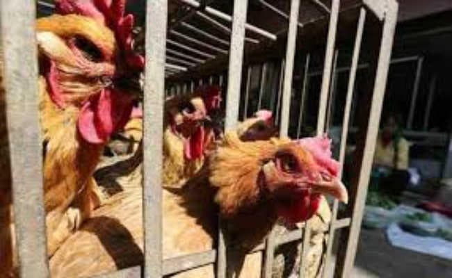 मुर्गा दुकान पर नही दिख रहे है ग्राहक, गोमिया क्षेत्र में बर्ड फ्लू की आशंका से सहमे हैं लोग
