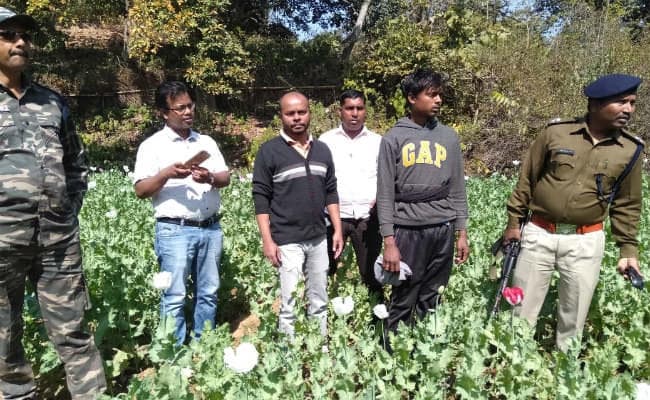 सिमडेगा में दो एकड़ में लगी अफीम की खेती को पुलिस ने किया नष्ट