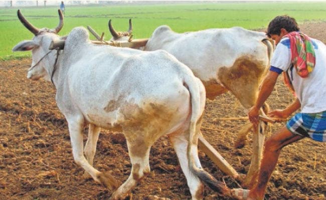 फसल सहायता योजना में अब नौ फसलों के लिए होगा निबंधन, मिलेगी 20 फीसदी की क्षति पर साढ़े सात हजार प्रति हेक्टेयर तक राशि, ये है निबंधन की अंतिम तारीख