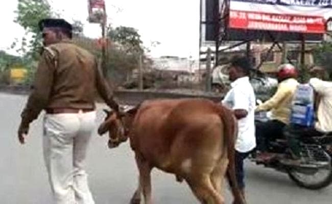 ...जमशेदपुर की कोर्ट में पुलिस ने गाय को पेश किया