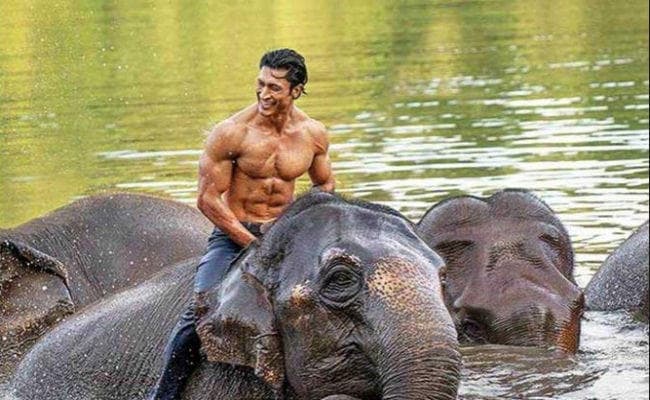 Junglee फिल्म की सीरीज बनाने की योजना बना रहे हैं विद्युत जामवाल