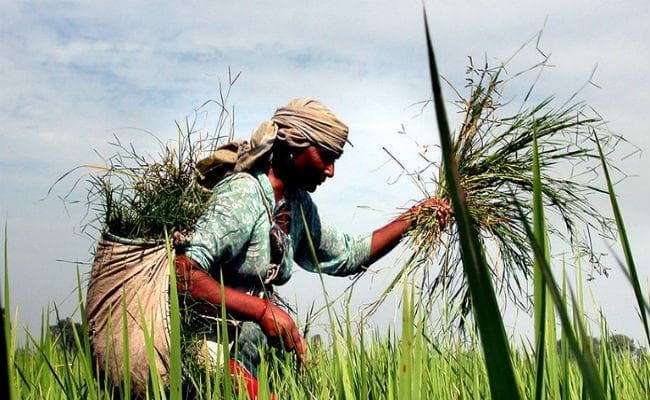 वाणिज्य सचिव ने कहा, भारत में किसानों को दी जाने वाली सब्सिडी पश्चिमी देशों की तुलना में काफी कम