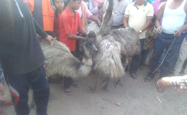 बोकारो : महुआ चुन रहे ग्रामीणों ने जंगल से पकड़े चार इमु पक्षी