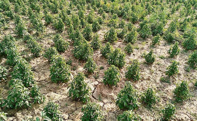 रांची : फंस गये 30 एकड़ में पिपरमिंट की खेती करनेवाले किसान