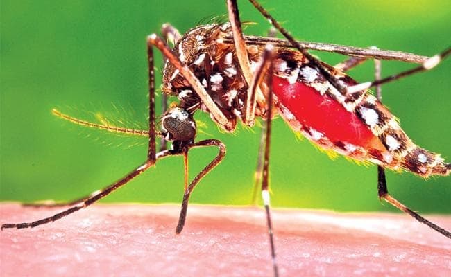 डेंगू की रोकथाम के लिए ड्रोन की मदद लेगा निगम