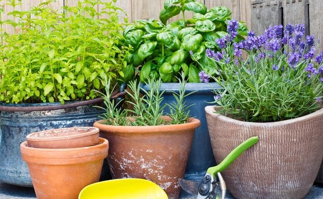 रूफ गार्डेन : बागवानी की नायाब पद्धति का बढ़ रहा क्रेज