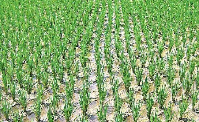 पलामू जिले में खाद्य सुरक्षा के लिए ‘श्री विधि’