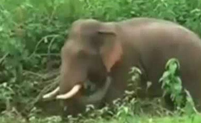 बगोदर : हाथियों ने दो को कुचल कर मार डाला, दर्जनों झोपड़ी में तोड़फोड़