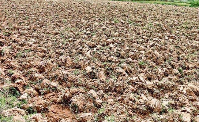 बारिश नहीं हुई, तो खेतों में ही सूख जायेगा बिचड़ा, नहीं हो पायेगी रोपनी