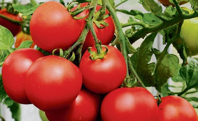 पटना : टमाटर और हुआ लाल, रुला रहा प्याज, लहसुन में भी तेजी