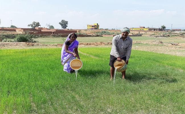 रामगढ़ : मौसम की बेरूखी से किसान परेशान, पानी के अभाव में झुलस रहे धान के बिचड़े