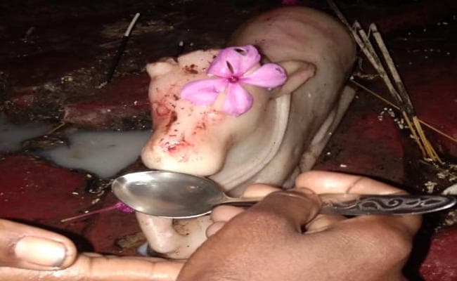 IN PICS : श्रावण मास में झारखंड में चमत्कार! गुमला जिला में दूध पीने लगे भगवान शिव और नंदी