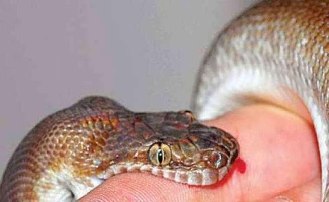 पतरातू में सांप के डंसने से दो सगी बहनों की मौत