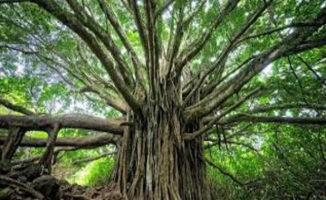बोधिवृक्ष की छांव में मिलेगा विश्व बिरादरी को शांति, सुकुन