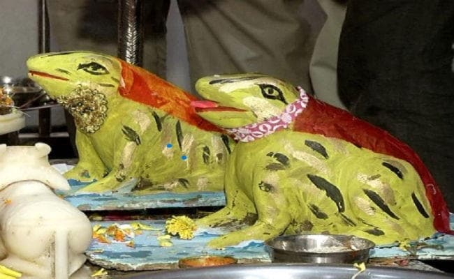 मेंढक-मेंढकी की शादी कर मांगी थी बारिश की मन्नत, अब परेशान होकर करा रहे तलाक