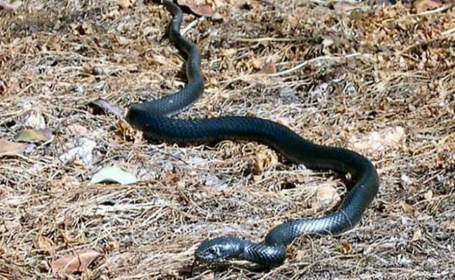 सांप ने क्लास रूम में डंसा, छात्र ने कॉपी में लिखा- घर से भैया को बुला दो, पैदल चल नहीं पा रहा लेकिन...