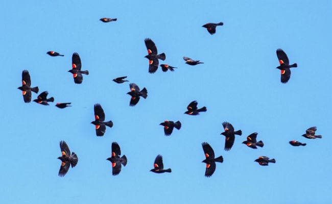 उत्तरी अमेरिका के आसमान से 50 साल में गायब हुए तीन अरब परिंदे, वजह...?