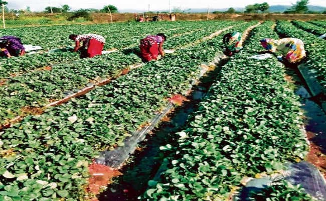 इंजीनियर बना किसान, स्ट्रॉबेरी की खेती से बदली जिंदगी