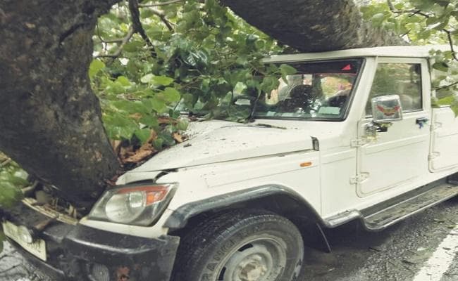 बोलेरो पर गिरा पीपल का पेड़, चालक समेत तीन जख्मी