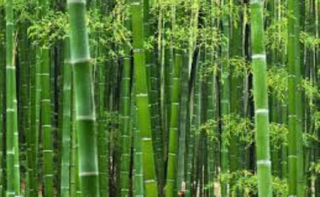 बांस प्रोसेसिंग प्लांट लगाने पर मिलेगा 50% अनुदान