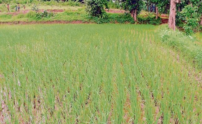 बिहार में बारिश का कहर, पहले बिचड़ा को नुकसान, अब फसल पर खतरा