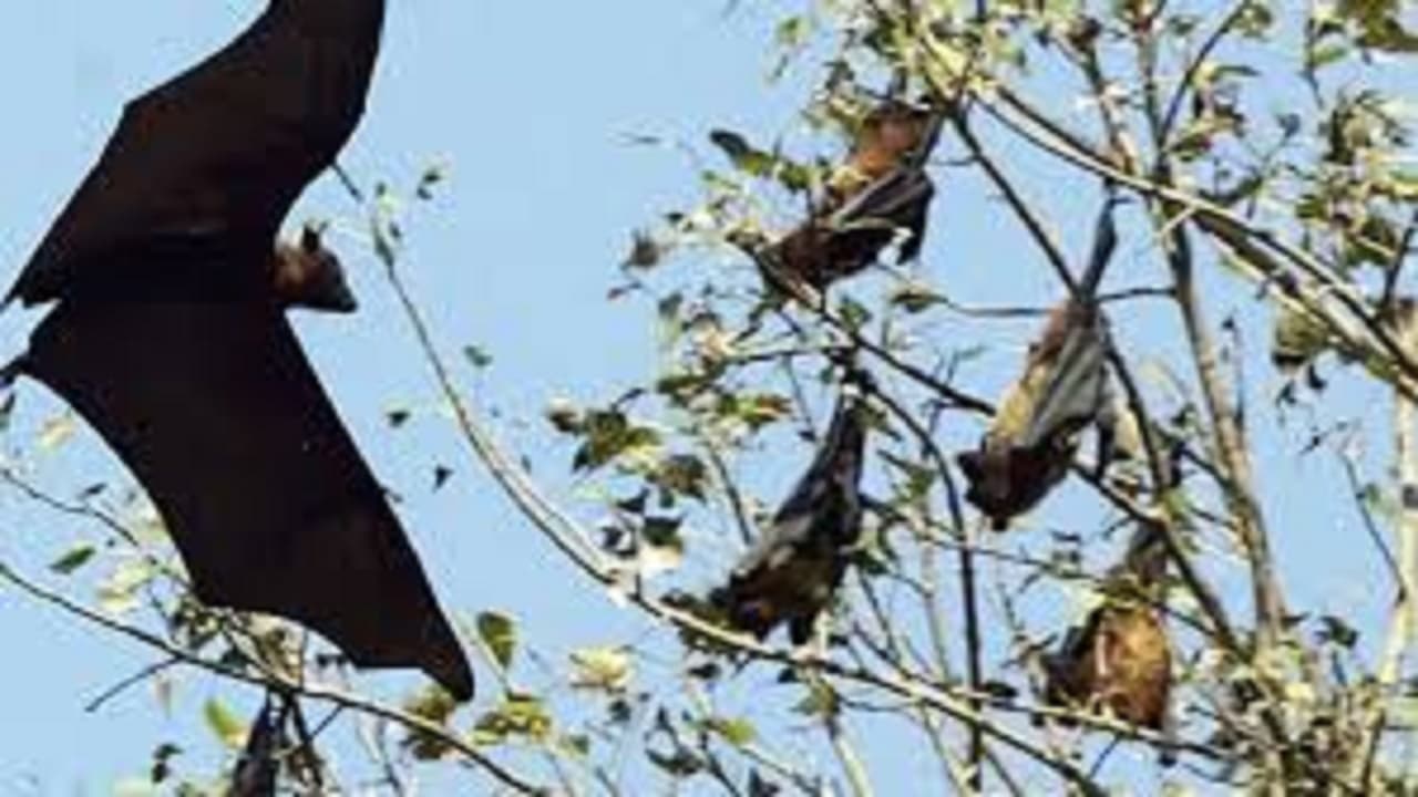 Bihar News: गया पहुंचा निपाह वायरस का वाहक ग्रेटर फ्रूट बैट, फल उत्पादकों के लिए भी खतरा Bihar News: गया पहुंचा निपाह वायरस का वाहक ग्रेटर फ्रूट बैट, फल उत्पादकों के लिए भी खतरा