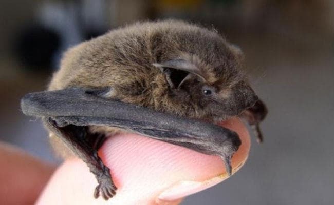 Research: चीन में चमगादड़ से कोराना वायरस फैलने की आशंका