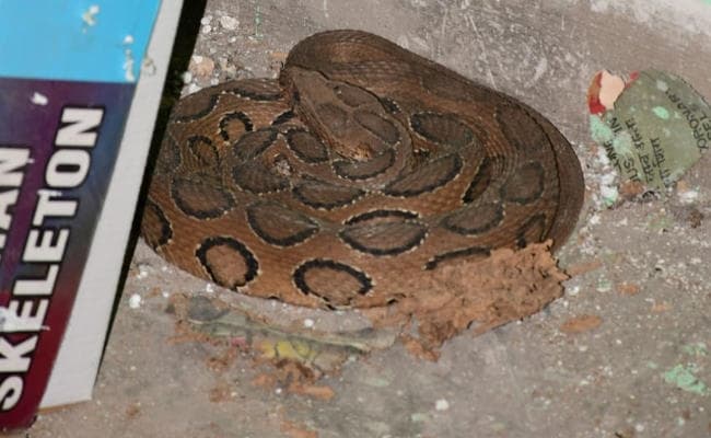 Bokaro : स्कूल के लैब में नरकंकाल के पीछे जहरीला सांप Russell Viper मिलने से मची अफरा-तफरी