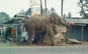 हाथी ने देवपाड़ा चाय बागान में पांच श्रमिक आवास तोड़े