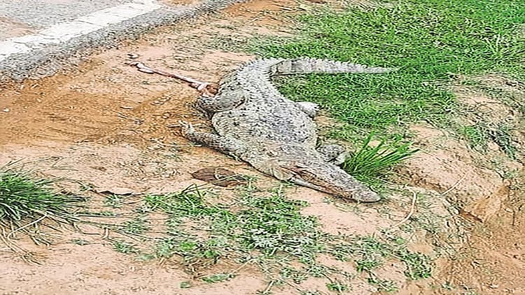 Bihar: बगहा में रोड किनारे पड़ा था मगरमच्छ, वन विभाग की टीम पहुंची पकड़ने तो सभी रह गये आश्चर्यचकित..