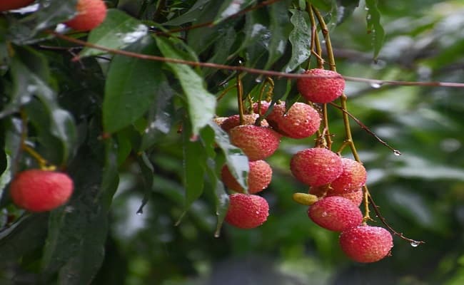 राष्ट्रपति भवन व पीएम आवास नहीं भेजा जाएगा मुजफ्फरपुर की शाही लीची का उपहार, टूटेगी कई सालों की परंपरा, जानें वजह