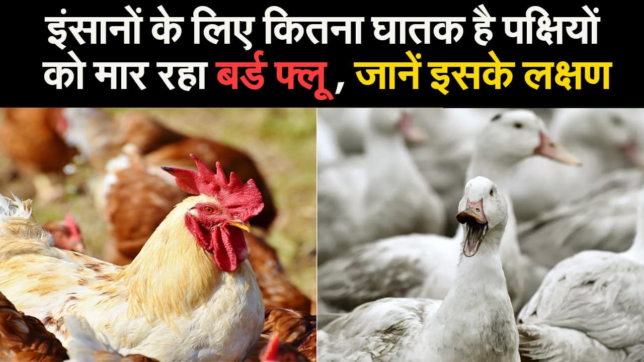 होली से पहले झारखंड में बर्ड फ्लू की दस्तक, इंसानों पर क्या होता है इसका असर, सुरक्षा के लिए क्या करें उपाय होली से पहले झारखंड में बर्ड फ्लू की दस्तक, इंसानों पर क्या होता है इसका असर, सुरक्षा के लिए क्या करें उपाय