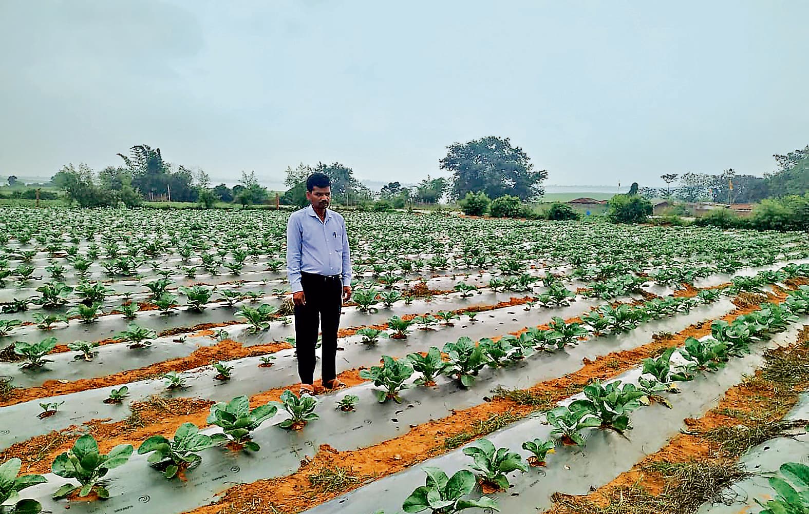 Special Story: पिता के निधन के बाद भी नहीं हारी हिम्मत, मेहनत कर सफल किसान बने बैजनाथ