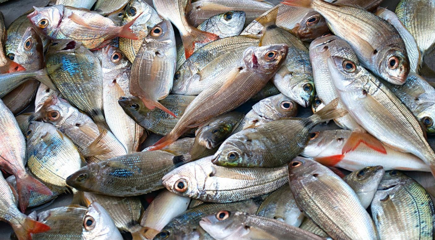Fish Production: рдЭрд╛рд░рдЦрдВрдб рдХреЗ рдмреБрдВрдбреВ рдореЗрдВ рд░реЛрдЬ рдмрд┐рдХрддреА рд╣реИ 10 рд▓рд╛рдЦ рд░реБрдкрдпреЗ рдХреА рдордЫрд▓реА, рдпрд╣рд╛рдВ рд╣реИ рдЗрд╕рдХреА рдЕрдЪреНрдЫреА рдбрд┐рдорд╛рдВрдб