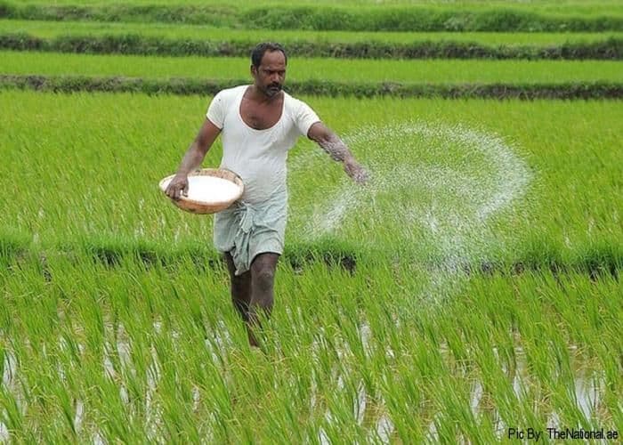 खोजने से भी नहीं मिल रहे किसानों के वो खेत, जहां डाली यूरिया