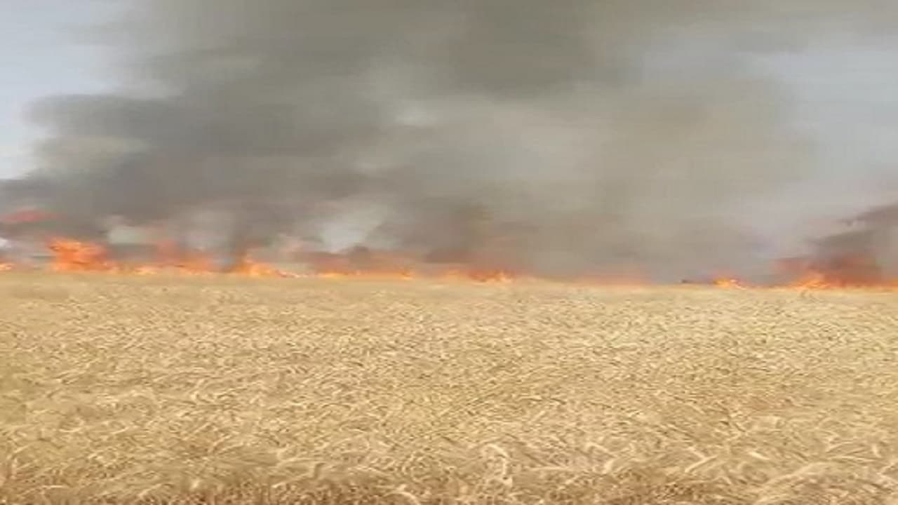 बिहार में आग का तांडव, सीवान में सैकड़ों एकड़ जली गेहूं की फसल, जिंदा जल गए गाय-भैस और मुर्गा