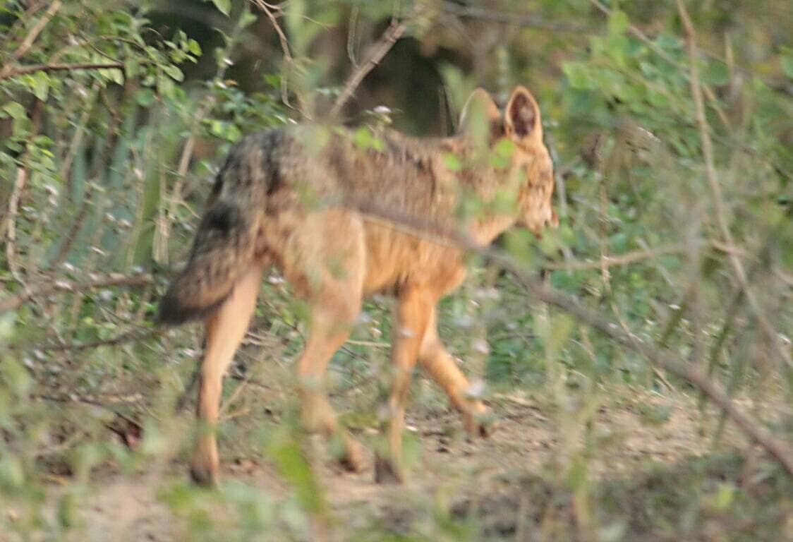 बाघ के बाद अब बिहार में गीदड़ का आतंक, लखीसराय व दरभंगा में दर्जनों लोगों को बनाया शिकार