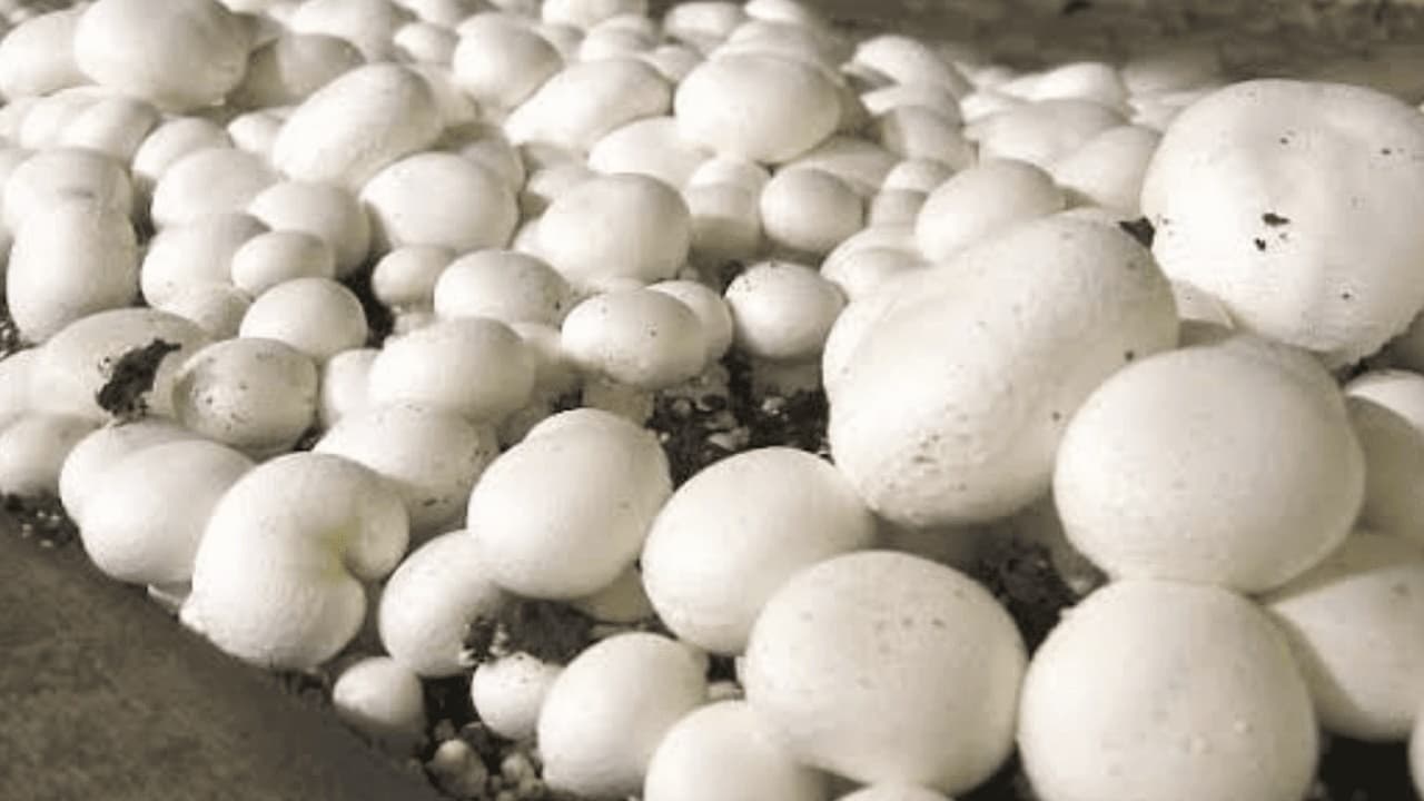Mushroom: मशरूम से तैयार बिस्कुट-चॉकलेट और कैंडी का अब ले सकेंगे स्वाद, मुजफ्फरपुर की महिलाएं कर रही तैयार Mushroom: मशरूम से तैयार बिस्कुट-चॉकलेट और कैंडी का अब ले सकेंगे स्वाद, मुजफ्फरपुर की महिलाएं कर रही तैयार