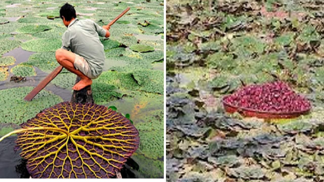 दरभंगा में मखान और सिंघाड़ा की खेती की अपार संभावनाएं, प्रशिक्षु किसानों को दी गयी उन्नत खेती की ट्रेनिंग