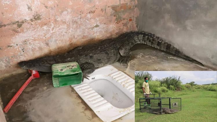 शौचालय में पाया गया 5 फीट लंबा मगरमच्छ, ऐसे निकाला लोगों ने बाहर, देखें वीडियो
