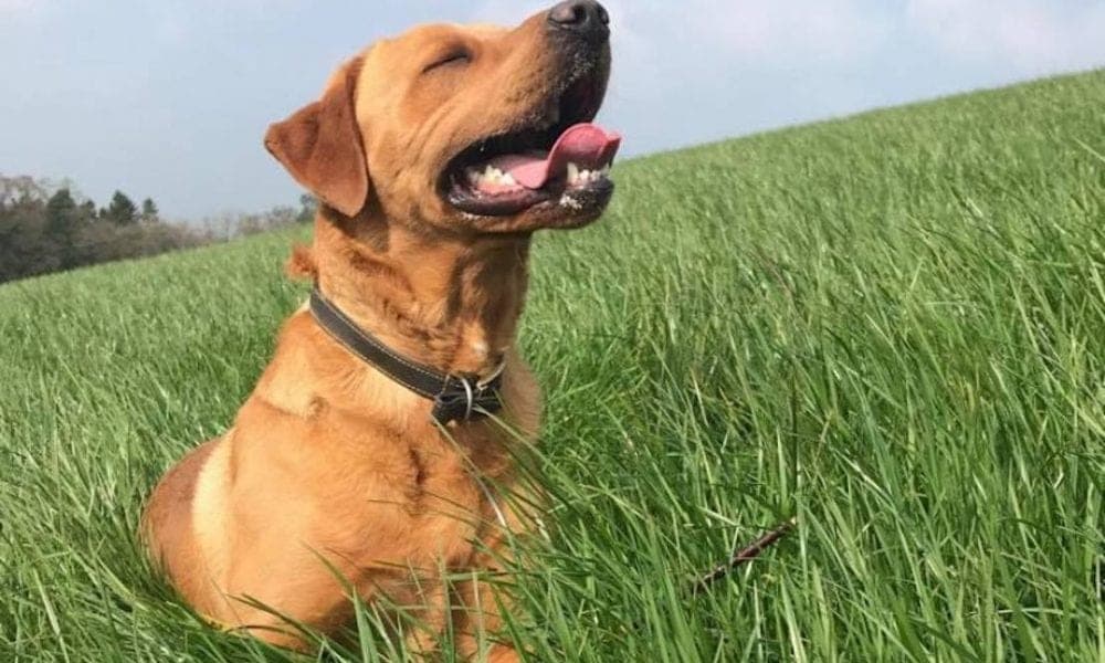 पालतू जीवों का टीकाकरण कराएं