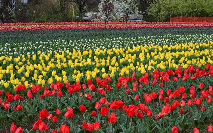 इंदिरा गांधी मेमोरियल ट्यूलिप गार्डन खिल कर तैयार, 19 मार्च से पर्यटक देख सकेंगे मनमोहक नजारा
