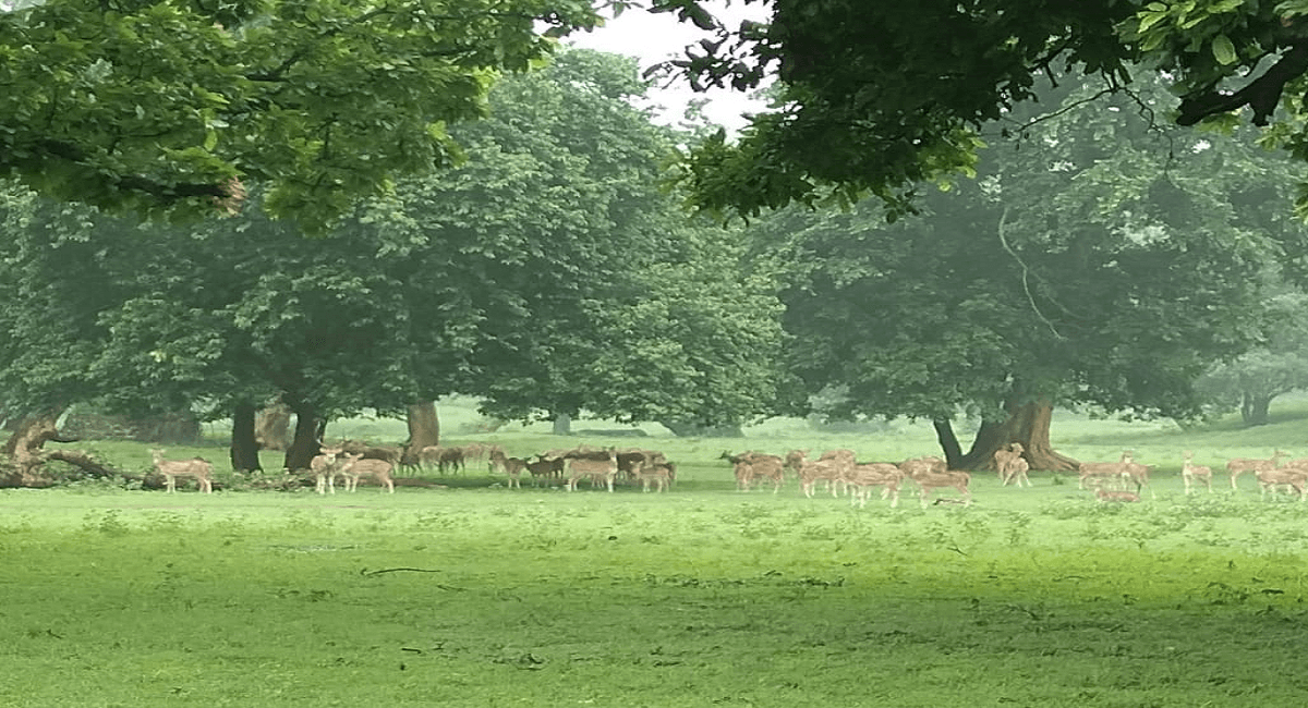 World Tourism Day 2021: झारखंड पर्यटकों के लिए खुशखबरी, 176 दिनों बाद फिर खुल रहा बेतला नेशनल पार्क