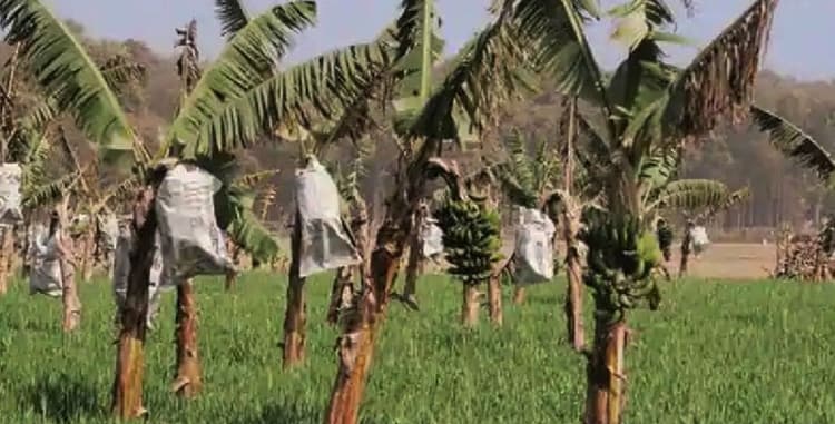 Corona के बाद भारत में अब Banana Covid का खतरा, हो सकती है भारी क्षति