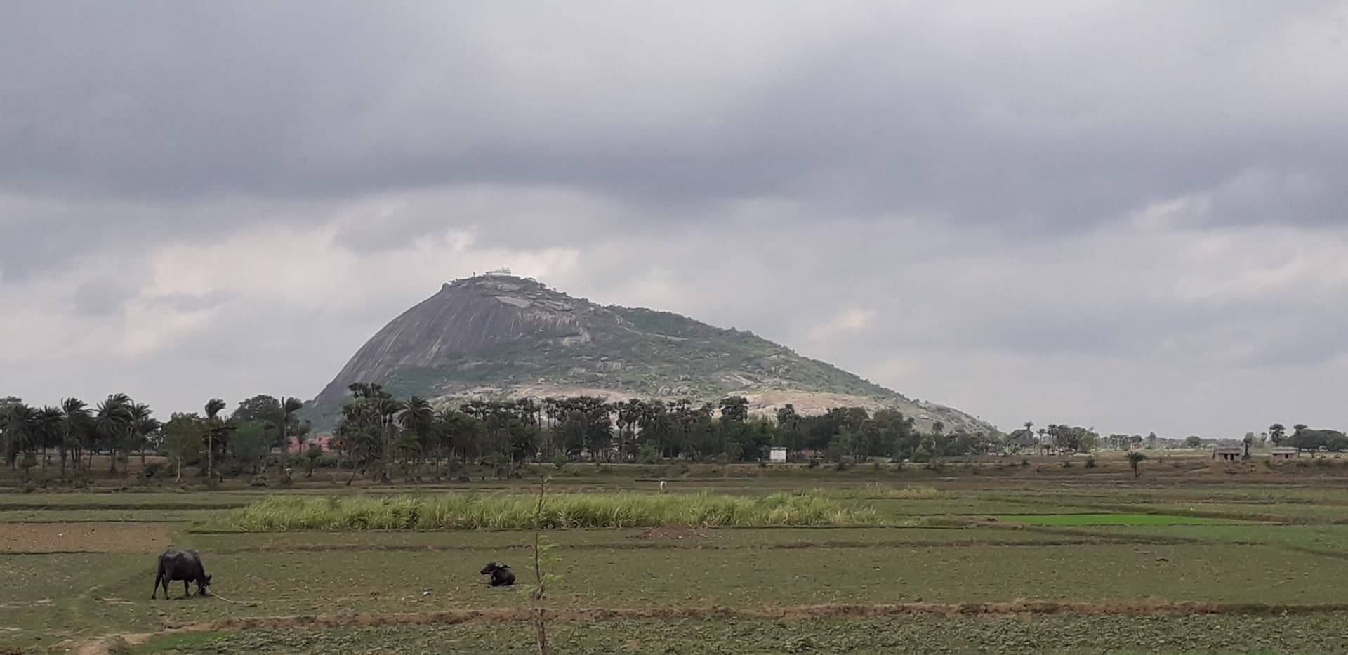 वन विभाग की पहल पर पर्यटन नगरी में बनेगी मंदार वाटिका
