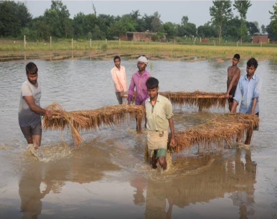 Bareli News : बारिश से फसल बर्बाद, बरेली के किसानों को राहत पहुंचाने में जुटा कृषि विभाग