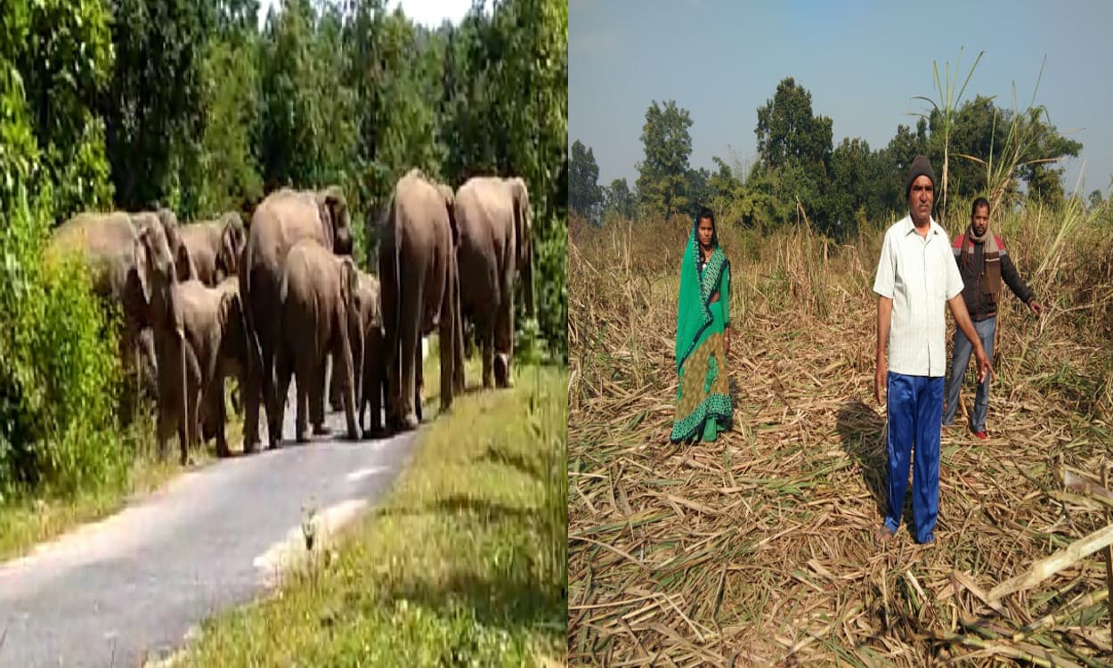 बड़कागांव में हाथियों ने लाखों की फसल को किया नष्ट, खलिहान में रखे धान को पहुंचाया नुकसान