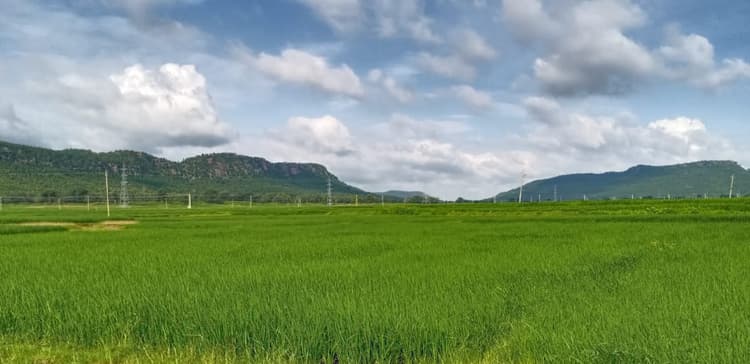 यूरिया की कालाबाजारी से किसान परेशान-पीले हो रहे धान, 266 रुपये की खाद बिक रही 360 रुपये में