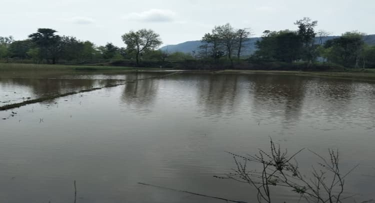 Jharkhand News: चक्रवाती तूफान गुलाब से हजारीबाग के बड़कागांव में लाखों की फसल बर्बाद, किसानों के छलके आंसू